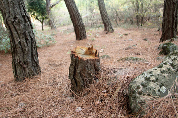 Best Tree Removal  in Colville, WA