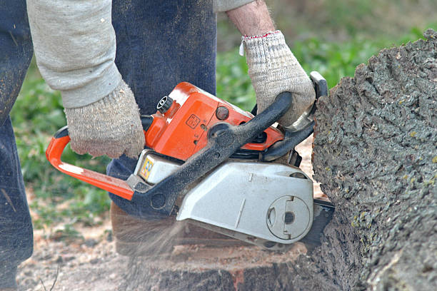 Best Arborist Consultation Services  in Colville, WA