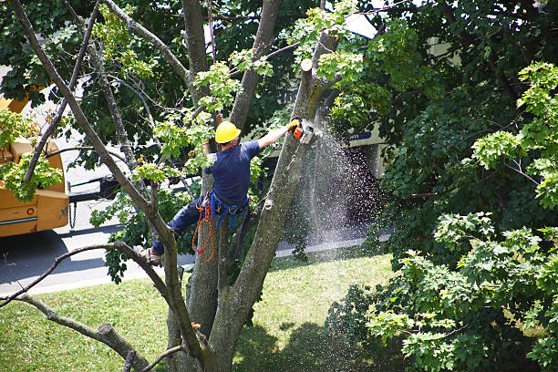 Mulching Services in Colville, WA