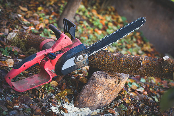 How Our Tree Care Process Works  in  Colville, WA