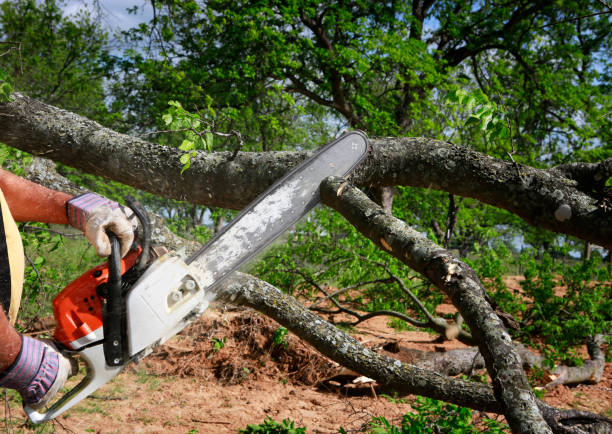 Best Tree and Shrub Care  in Colville, WA