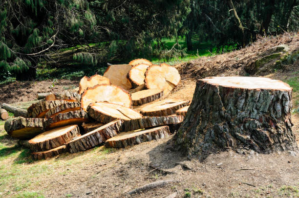 Best Leaf Removal  in Colville, WA